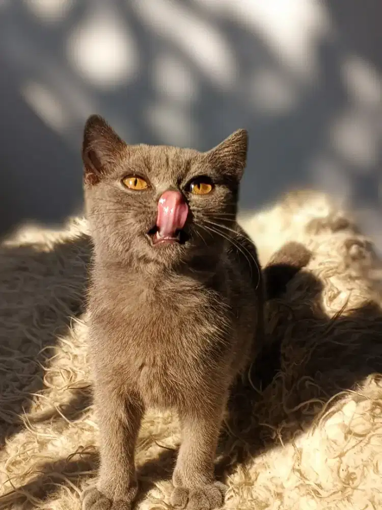 Kucing BSH jantan