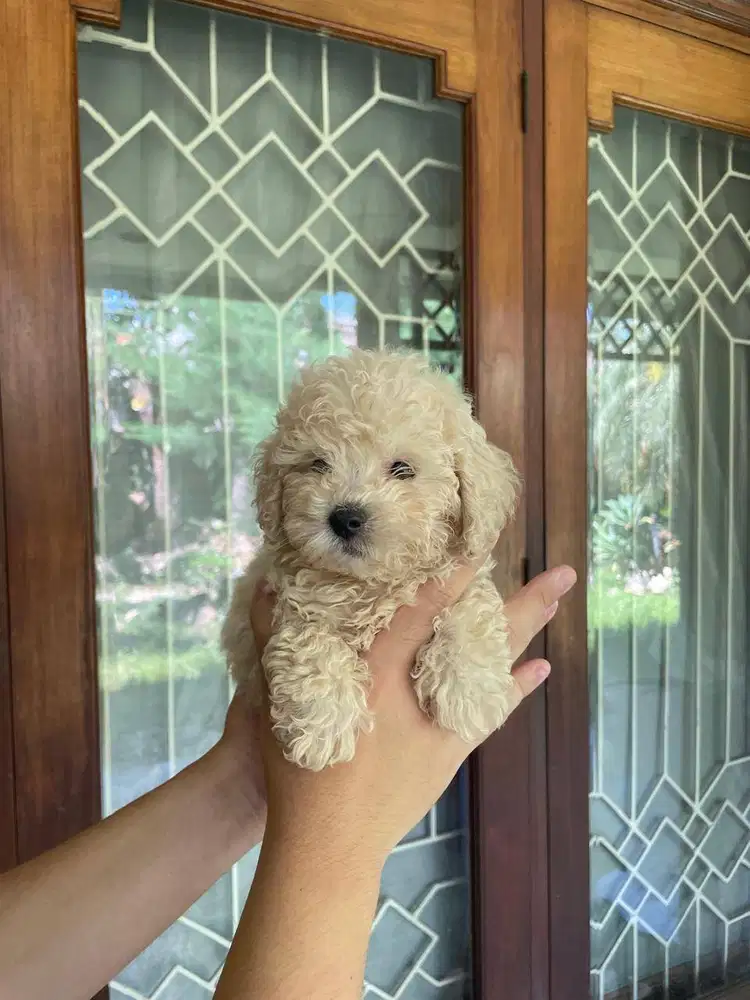 Toy Poodle Surabaya Jantan Light Apricot (Stambum & Vaksin Lengkap)