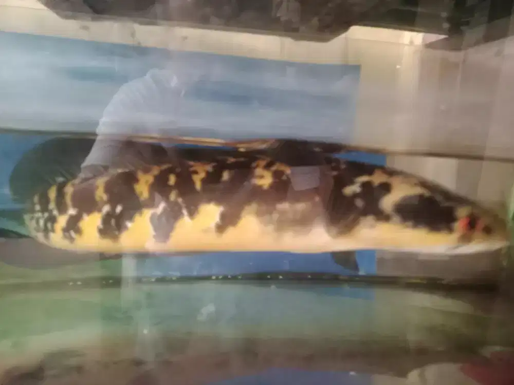 Ikan gabus Cana maru