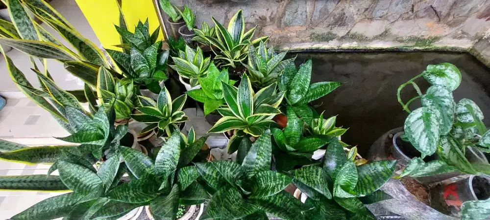 Tanaman lidah mertua mini