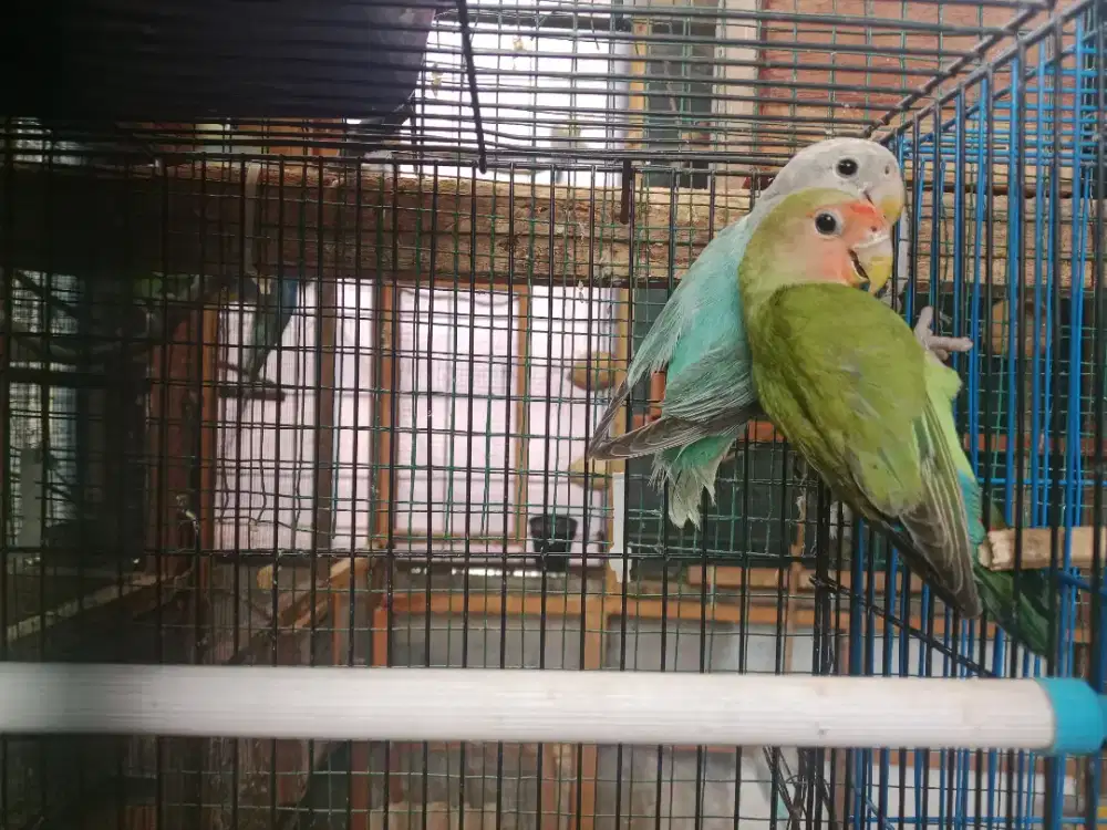 Lovebird non klep