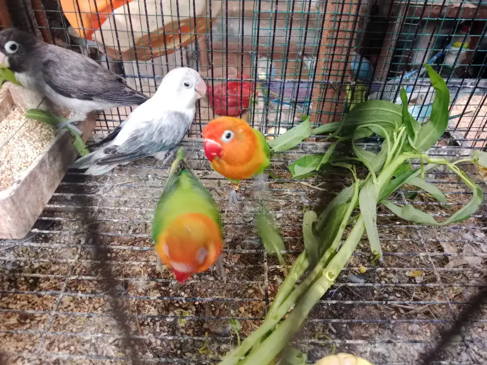 Love bird biola green