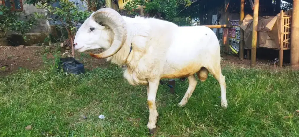 Domba Garut Istimewa