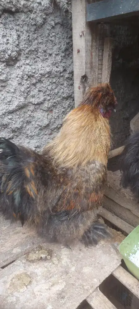 Ayam American silky