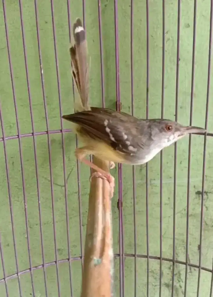 Ciblek Semi Rawatan