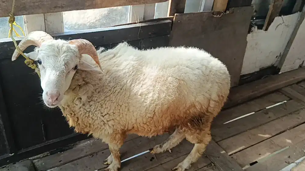 Domba Kurban dan Aqiqah