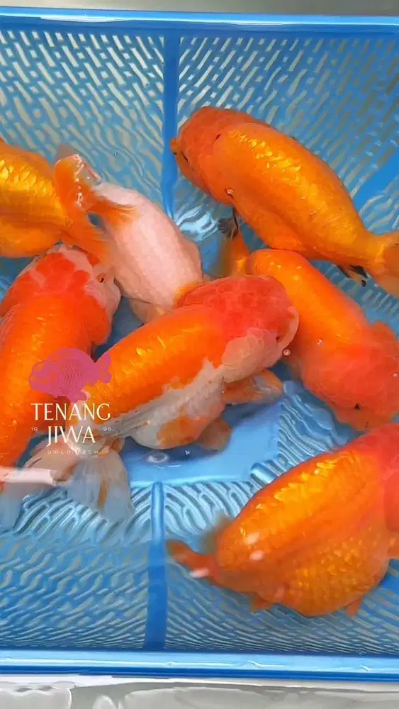 Ranchu Gemoy Goldfish | Ranchu Lionhead