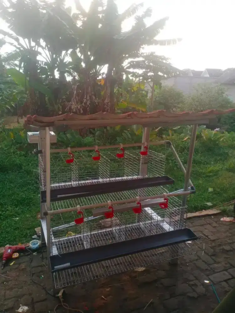 Kandang ayam petelur kapasitas 12 ekor