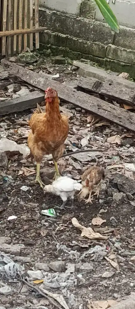 Ayam Pelung biangan