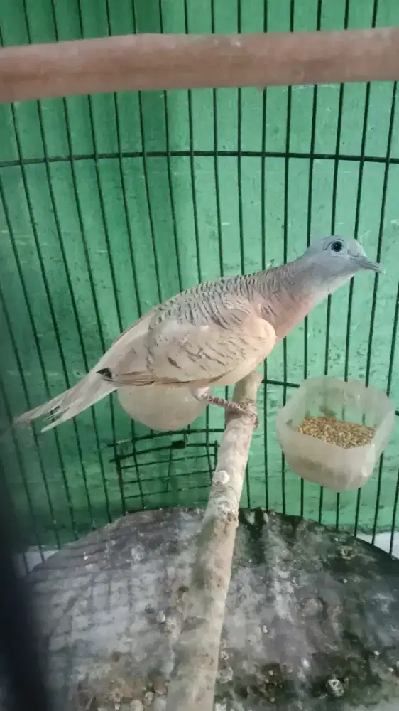 Temen ngopi diteras