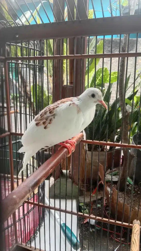 Tekukur betina buat breeding