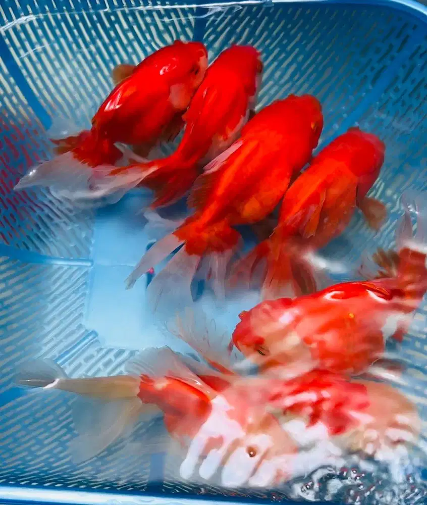 Oranda Rosetail Goldfish | Ikan Koki Rw | Rosetail Ready