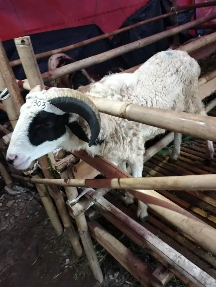 Domba Qurban Berkualitas dengan Harga Turun Jangan Lewatkan Kesempatan