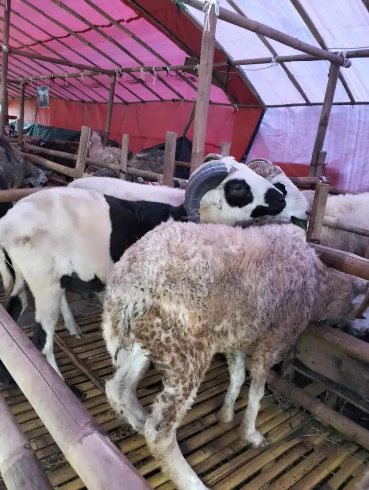 Turun Harga Besar! Dapatkan Domba Qurban Impian Anda Sekarang!