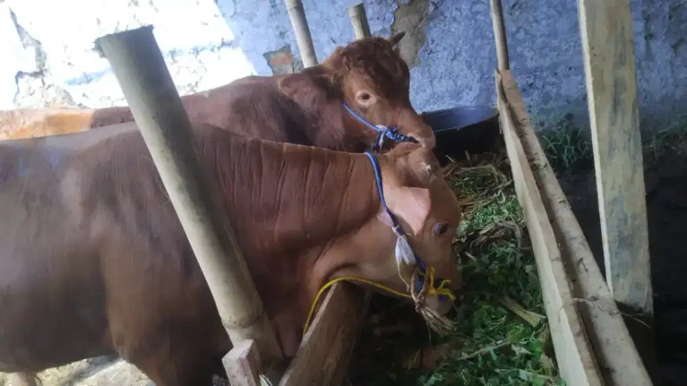 Sapi Qurban Sehat Sesuai Syariat, Free Ongkir