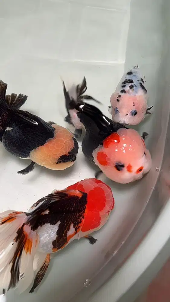 Ikan koki panda gemes | goldfish panda | Goldfish three colors