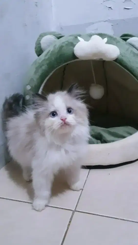 Kitten Ragdoll BiColour Simetris