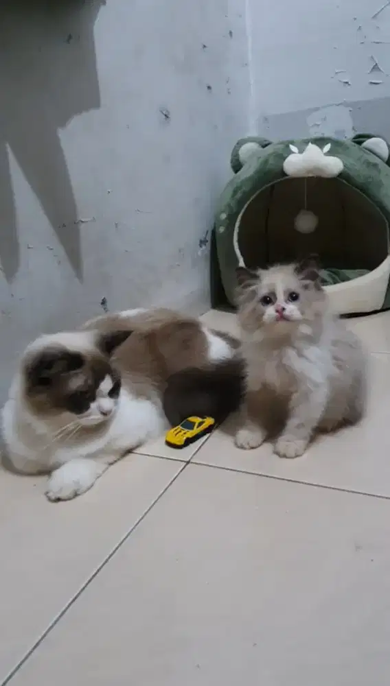 Kitten RagdoLL Bicolour Pure Non Ped (Male)