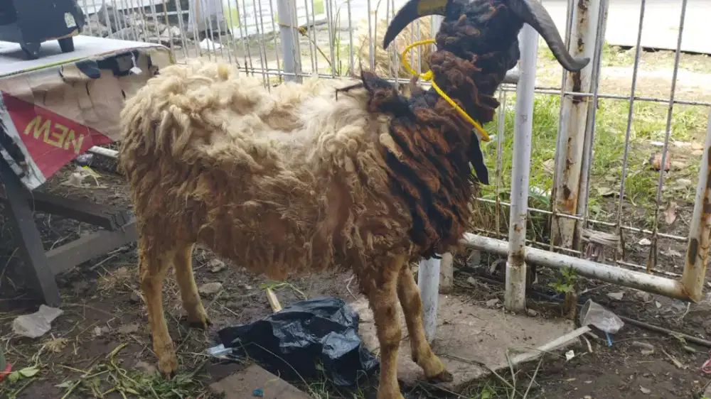 DOMBA KURBAN SEHAT
