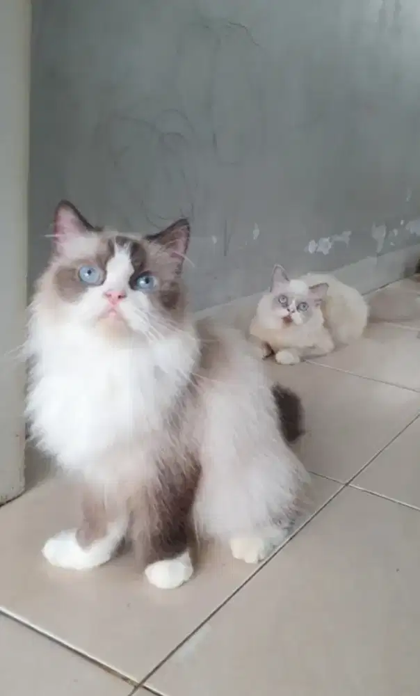 Indukan Ragdoll PuRe non Ped , Female