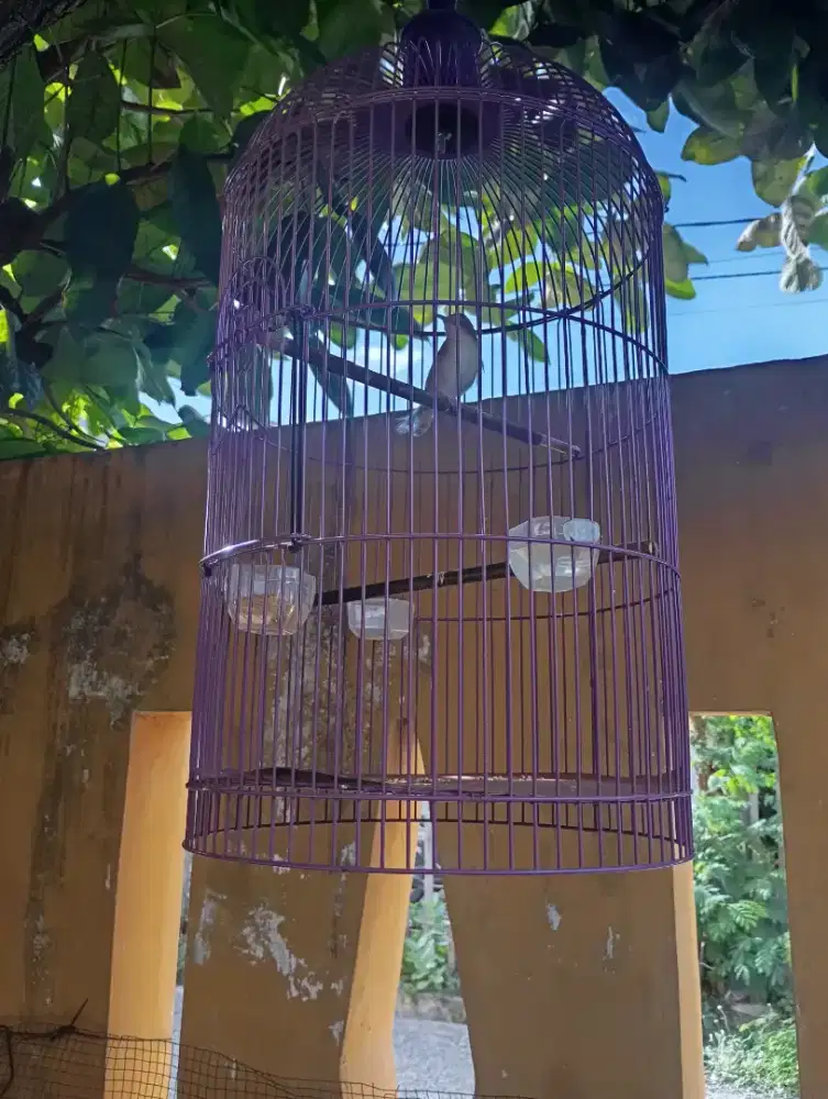 Burung Ciwah Jawa