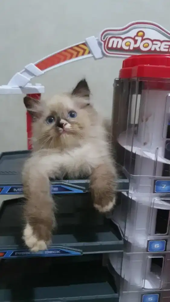 Kitten Ragdoll seal point