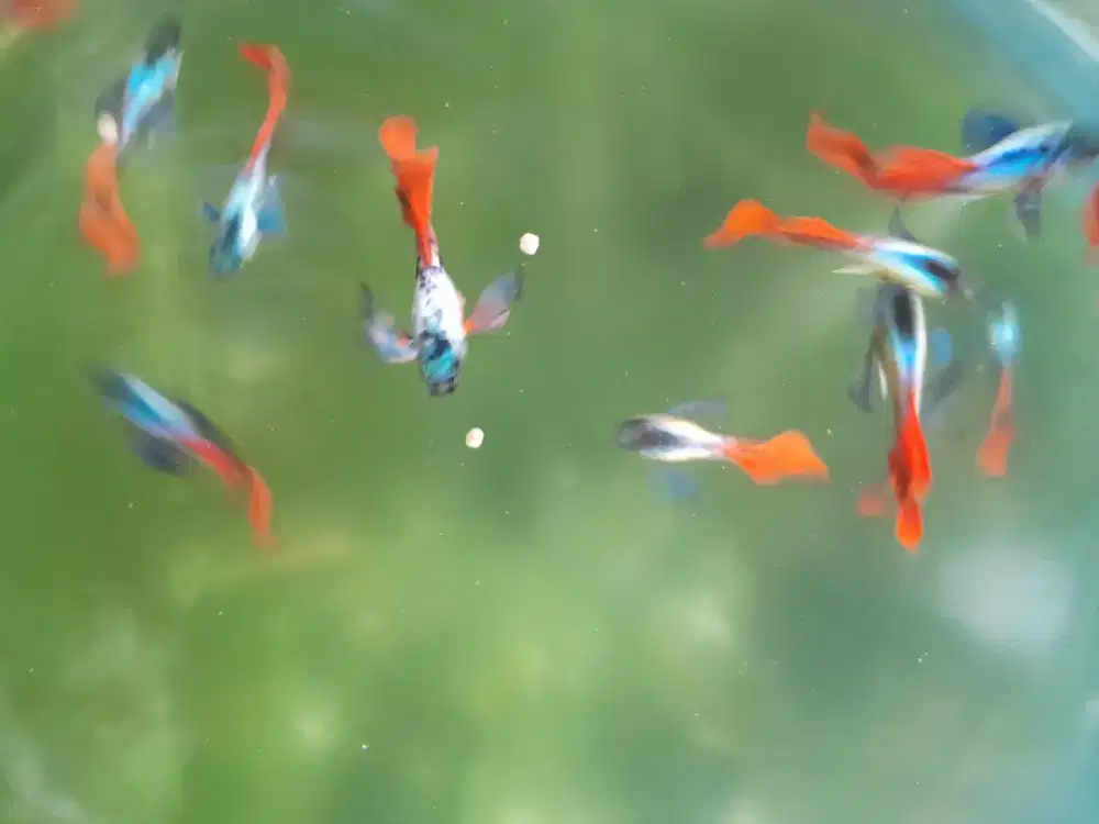 Ikan hias Guppy Prtd