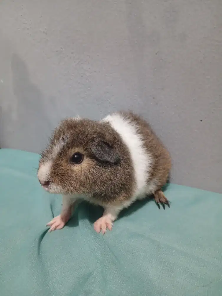 Marmut / Guinea Pig import jenis Teddy Good Quality