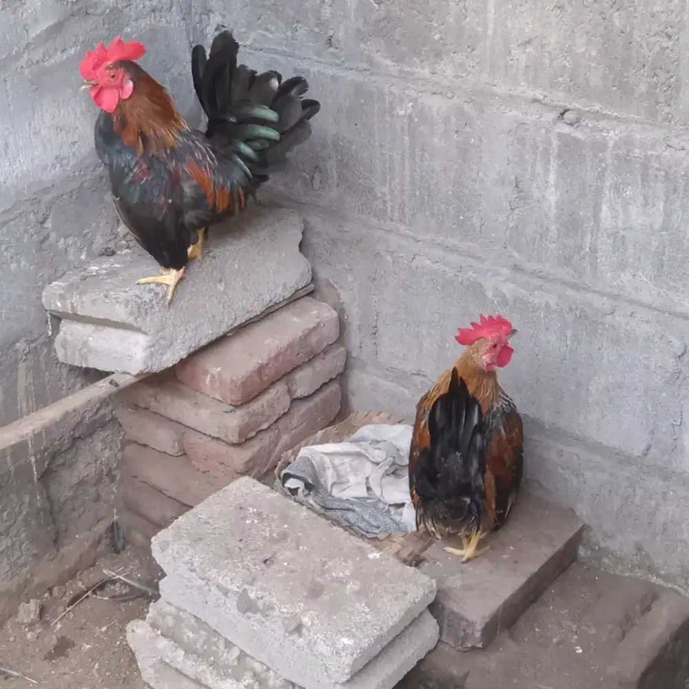 Ayam kate jantan