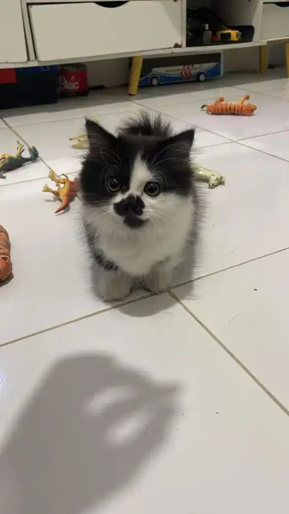 Munchkin blh british longhair