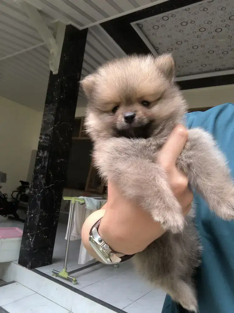 Pomeranian Jantan