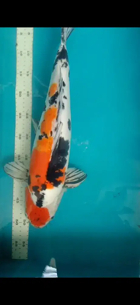 Jual ikan koi 48cm showa doitsu