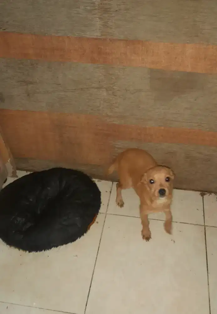 1 Chihuahua  mix poodle betina