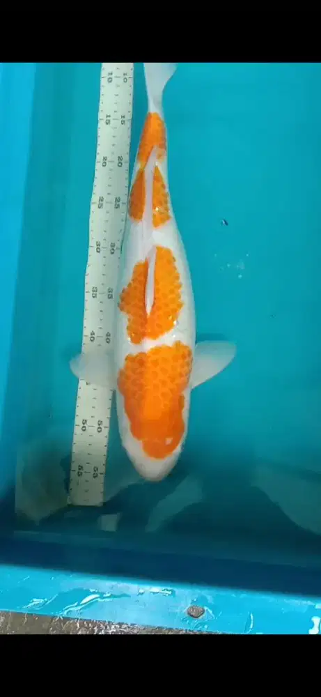 Jual ikan koi 48cm kohaku step 4