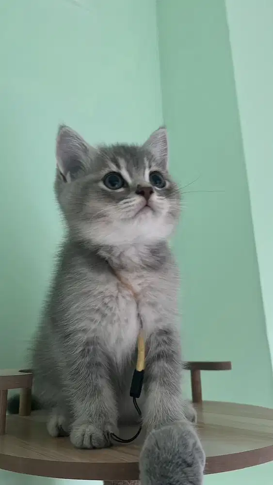 British shorthair (bsh) blue golden