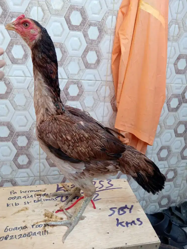 Ayam Betina siap untuk ternak