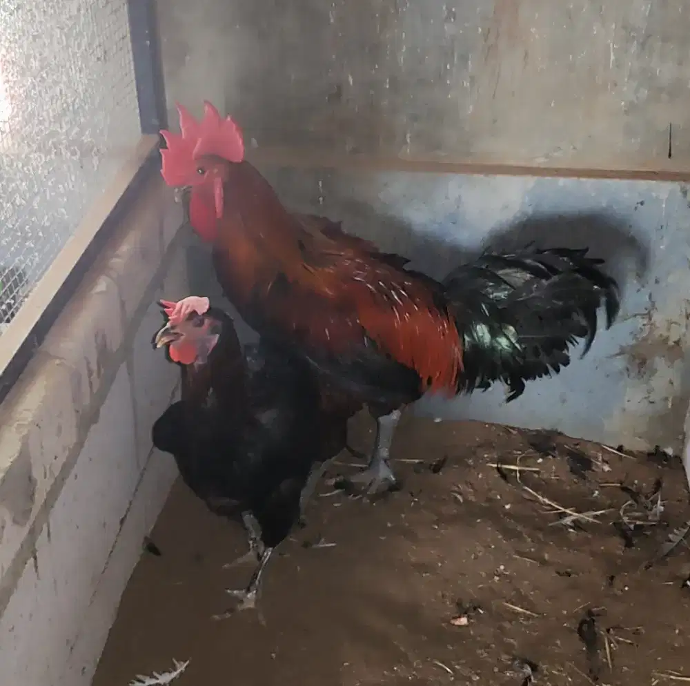 Dijual Ayam Pelung putih