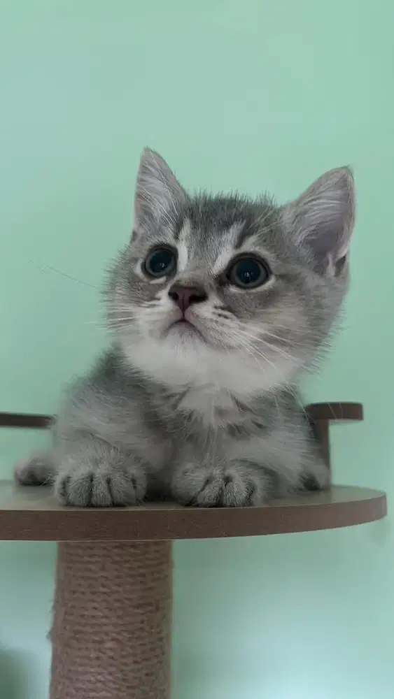 British shorthair (bsh) blue golden