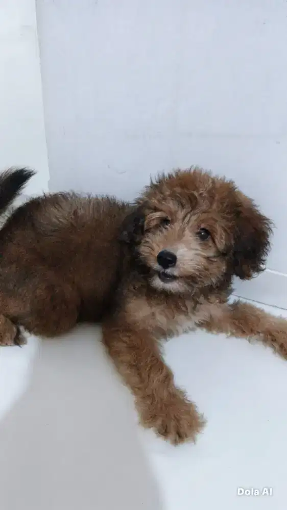 Pupies mix Poodle dan markiesje