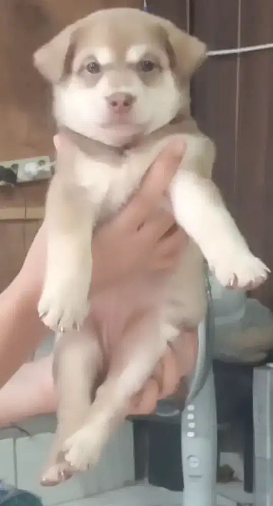 anjing puppy mix husky