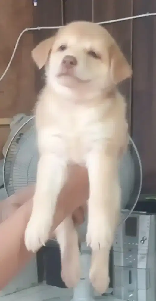 anjing puppy mix husky