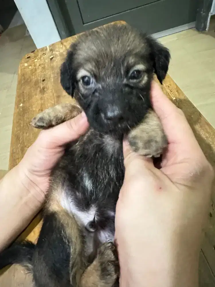 Anak anjing, puppy