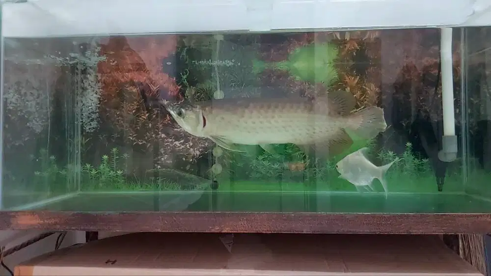 Ikan arwarna green pino