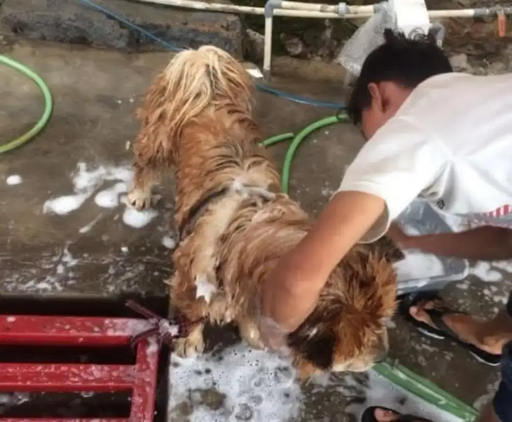 Grooming anjing panggilan