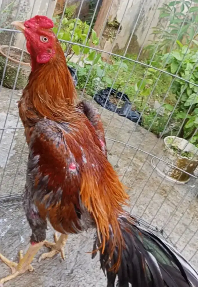 Ayam Mangon Tomat Junior