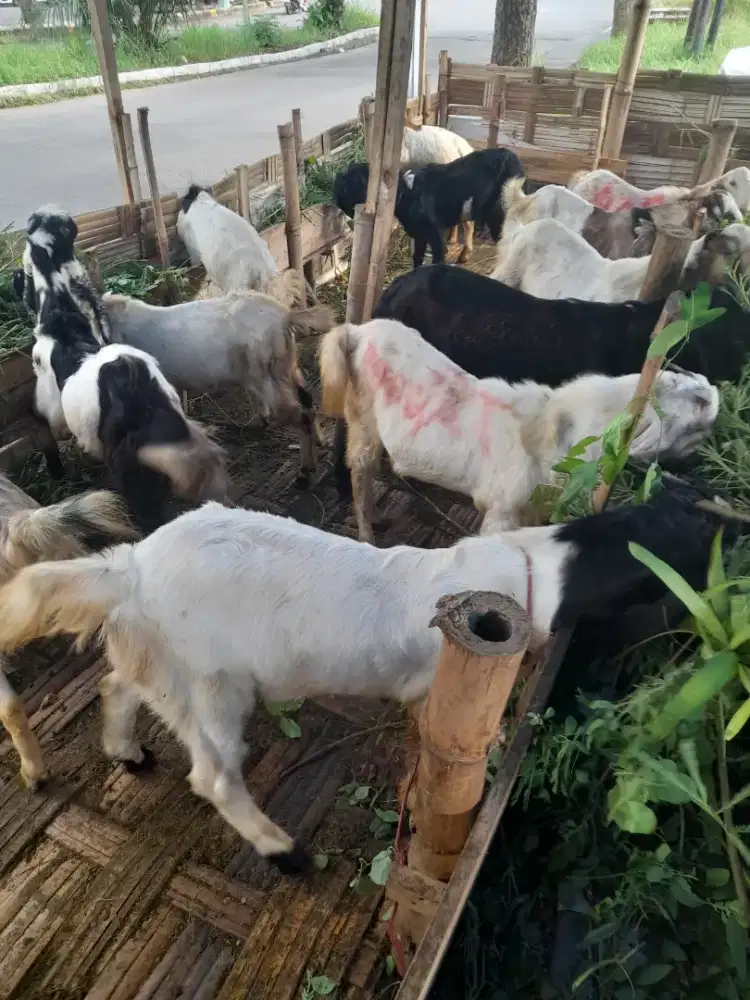 Kambing etawa siap kurban
