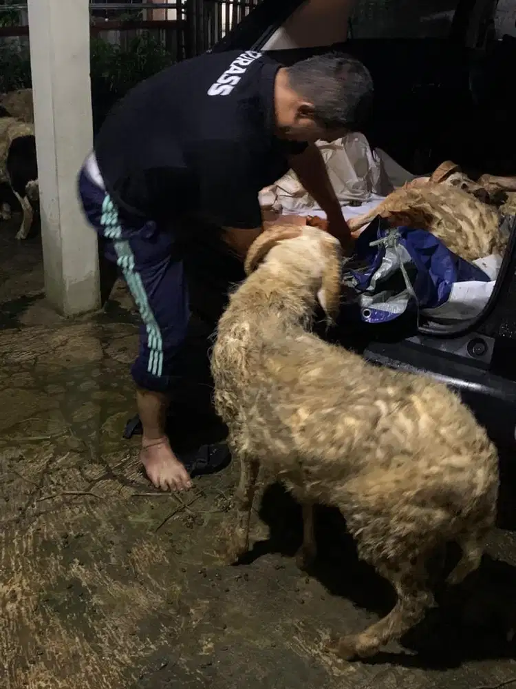 domba siap kurban 3jutaan