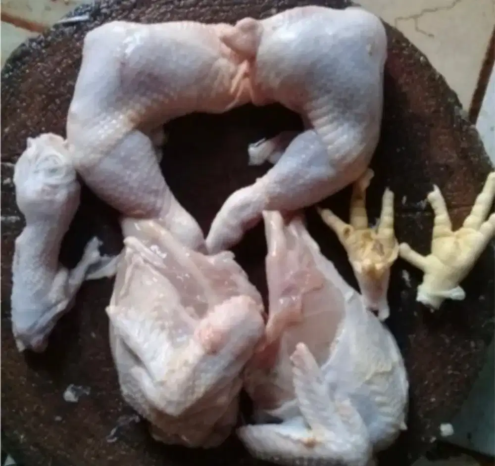 Ayam Kampung Dan Pejantan Fresh Dan Frozen