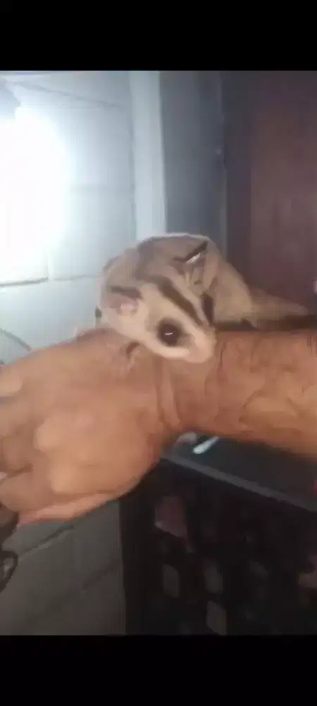 Sugar Glider WF White Tip pH Cream