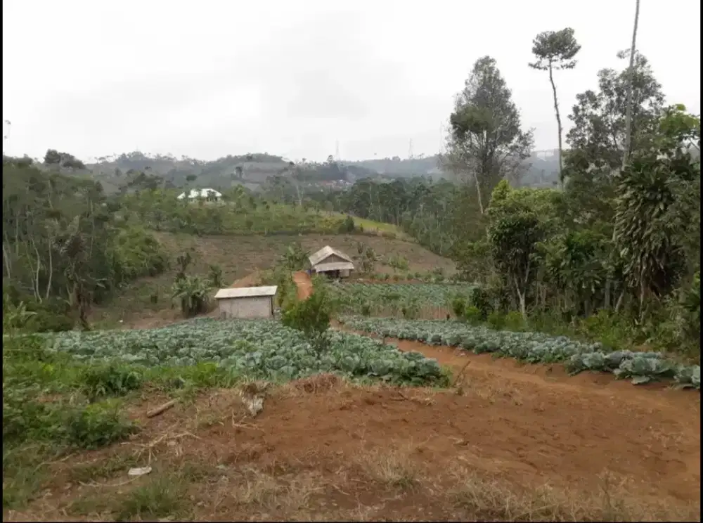 Di jual cepat tanah pinggir jalan provinsi